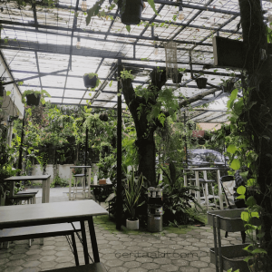 cafe hutan hujan - ceritaakit 2 cafe hutan hujan - ceritaakit 2